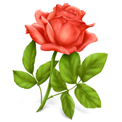 rose_icon.png