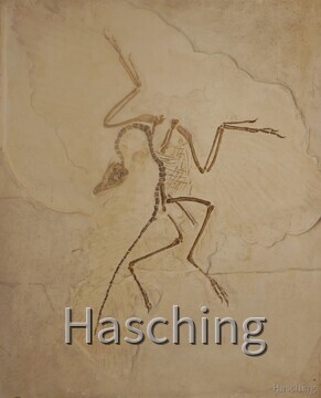 Archaeopteryx