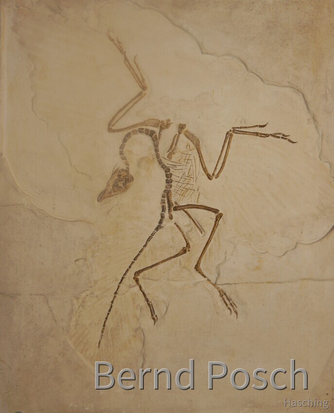 Archaeopteryx