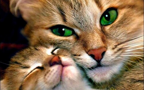 Katzenbilder