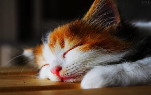 Katzenbilder