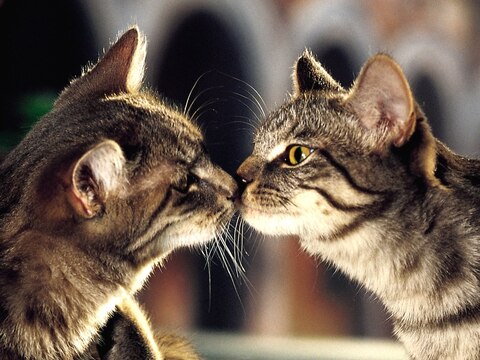 Katzenbilder