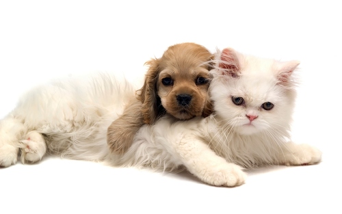 Katzenbilder
