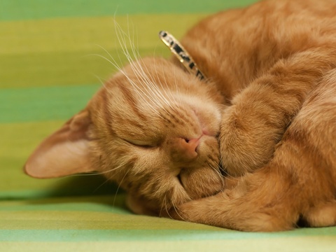 Katzenbilder