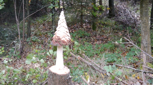 Großer Waldtag in Wittesheim - 12.10.2014