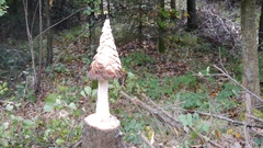 Großer Waldtag in Wittesheim - 12.10.2014