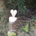Großer Waldtag in Wittesheim - 12.10.2014