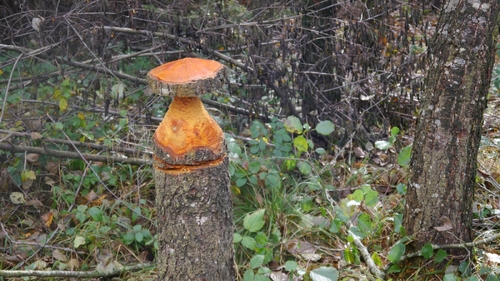 Großer Waldtag in Wittesheim - 12.10.2014