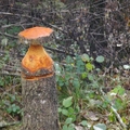 Großer Waldtag in Wittesheim - 12.10.2014