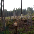 Großer Waldtag in Wittesheim - 12.10.2014