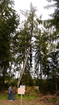Großer Waldtag in Wittesheim - 12.10.2014