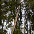 Großer Waldtag in Wittesheim - 12.10.2014