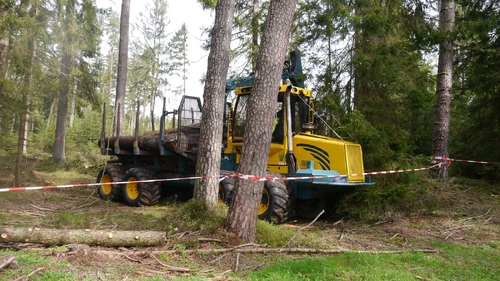 Großer Waldtag in Wittesheim - 12.10.2014