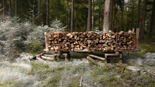 Großer Waldtag in Wittesheim - 12.10.2014