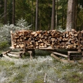 Großer Waldtag in Wittesheim - 12.10.2014