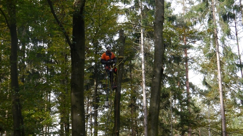 Großer Waldtag in Wittesheim - 12.10.2014