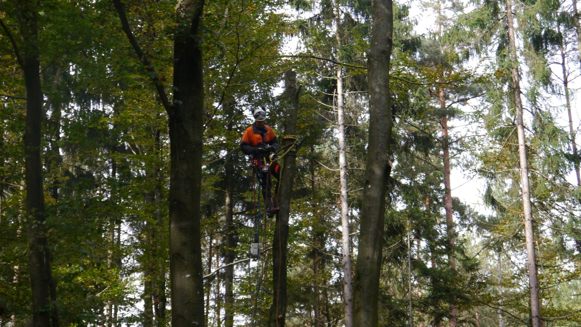 Großer Waldtag in Wittesheim - 12.10.2014