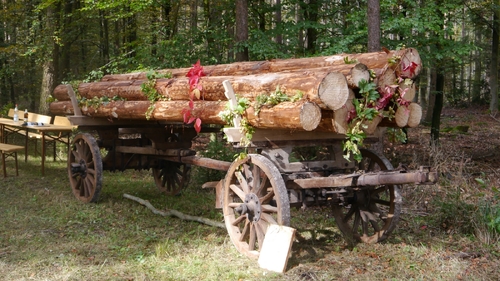 Großer Waldtag in Wittesheim - 12.10.2014