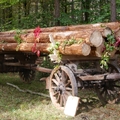 Großer Waldtag in Wittesheim - 12.10.2014