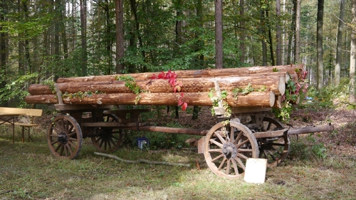 Großer Waldtag in Wittesheim - 12.10.2014