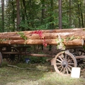 Großer Waldtag in Wittesheim - 12.10.2014
