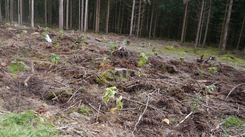 Großer Waldtag in Wittesheim - 12.10.2014