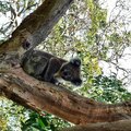 Australien