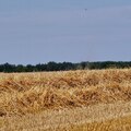 Ernte und Sommer 2015