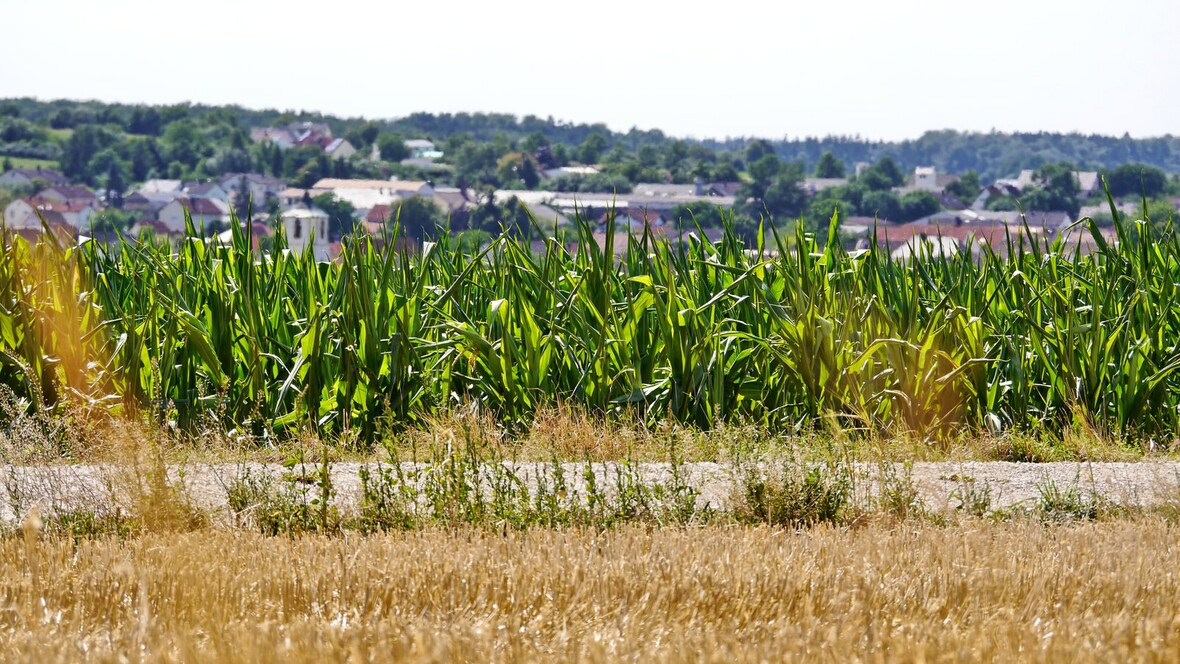 Ernte und Sommer 2015