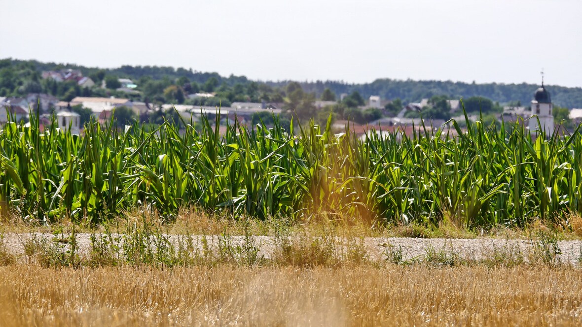 Ernte und Sommer 2015