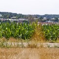 Ernte und Sommer 2015