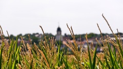Ernte und Sommer 2015
