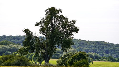 Ernte und Sommer 2015