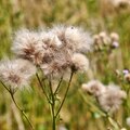 Ernte und Sommer 2015