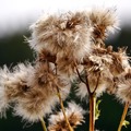 Ernte und Sommer 2015