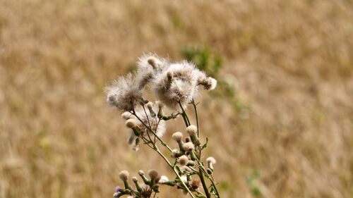 Ernte und Sommer 2015