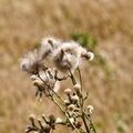 Ernte und Sommer 2015