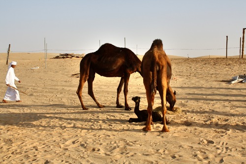 Abu Dhabi - Vereinigte Arabische Emirate