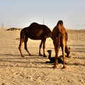 Abu Dhabi - Vereinigte Arabische Emirate