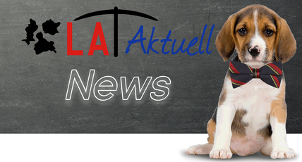 news_dog1.png