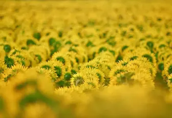 sunflowers-7706977_1280.webp